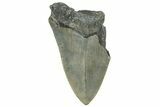 Bargain, Fossil Megalodon Tooth - Serrated Blade #295440-1